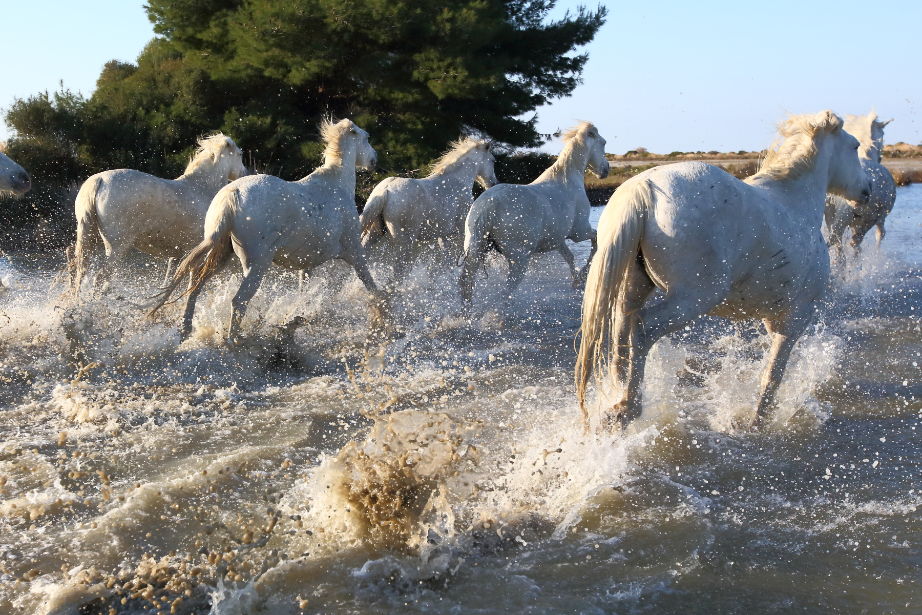 White Camargue horses running through shallow water